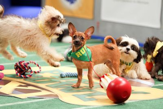 Illustration for article titled Plexiglas, poop, and penguins: Life behind the scenes on the Puppy Bowl
